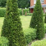 Pyramids and hedge