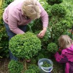 'Cloud' pruning