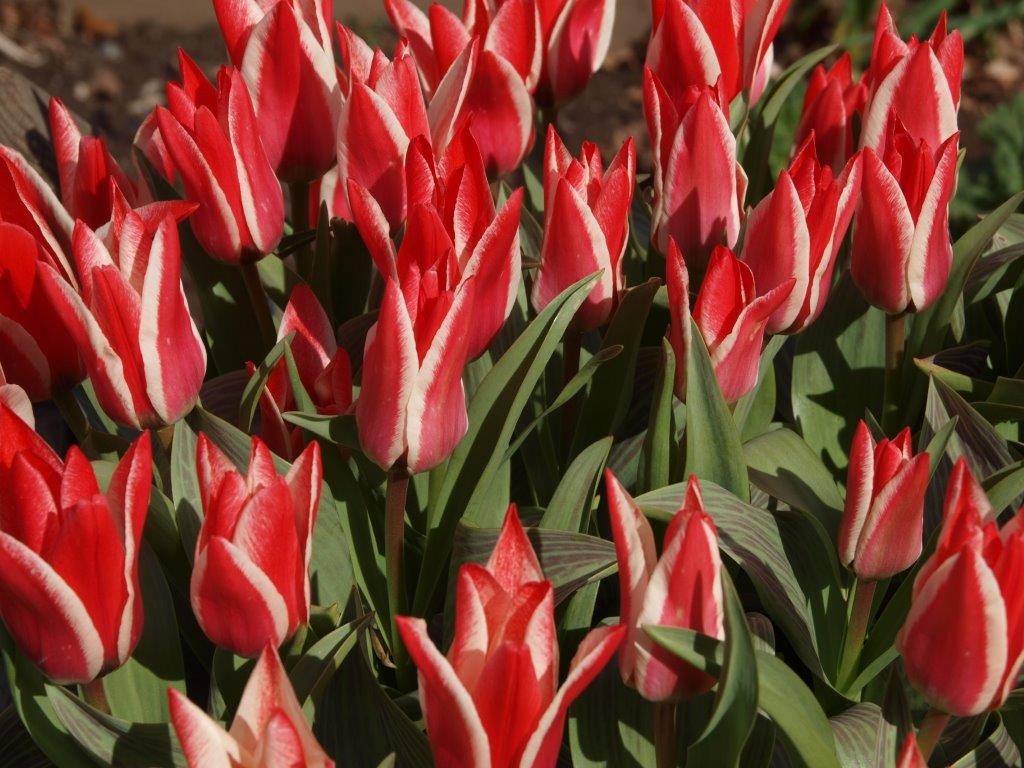 Tulips at Askham