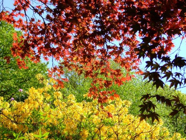 Rhododendrons at Brantwood