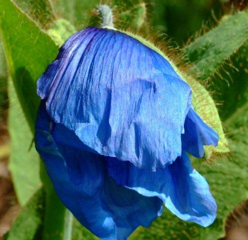 Meconopsis at Brantwood