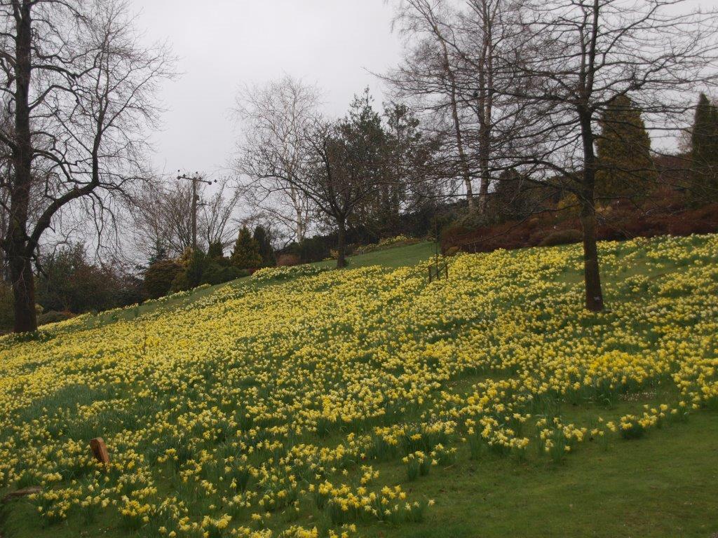 Holehird daffodils
