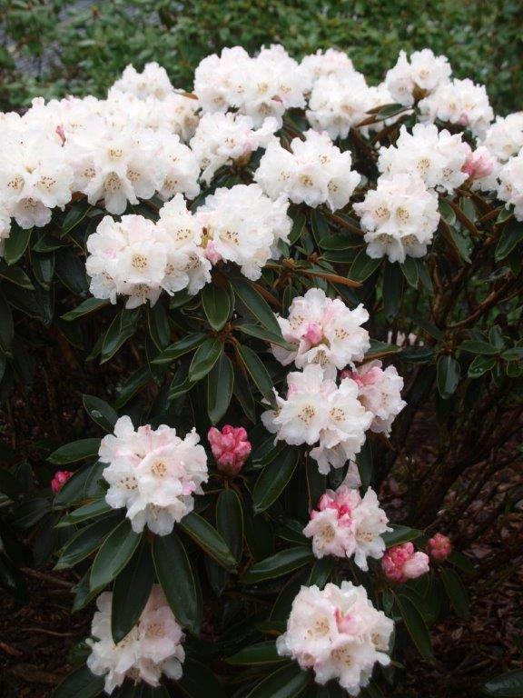 Rhodendrons at Holehird