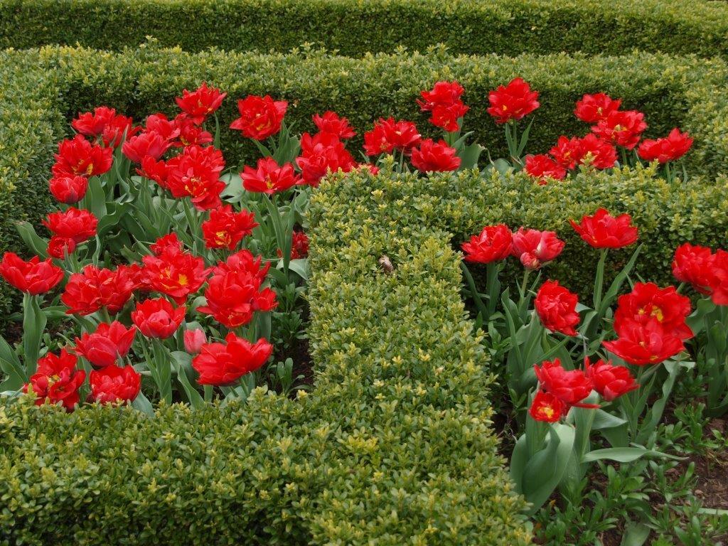 Tulips at Sizergh castle