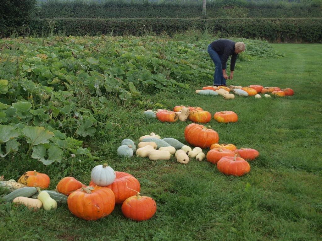 Squash & Pumpkins Daylesford