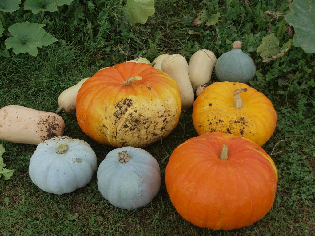 Colourful squash and Pumpkin harvest