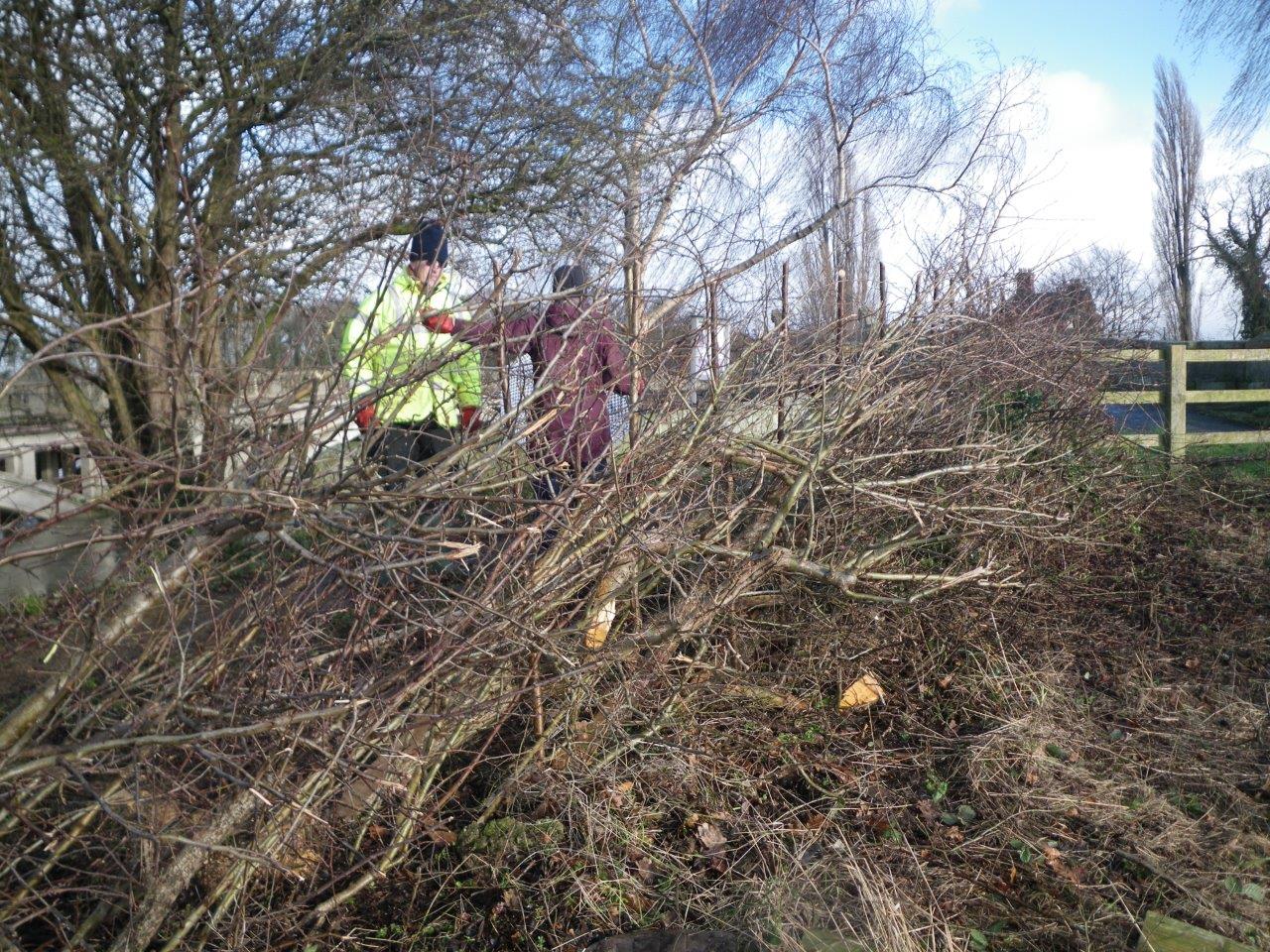 Shaggy hedge on field side