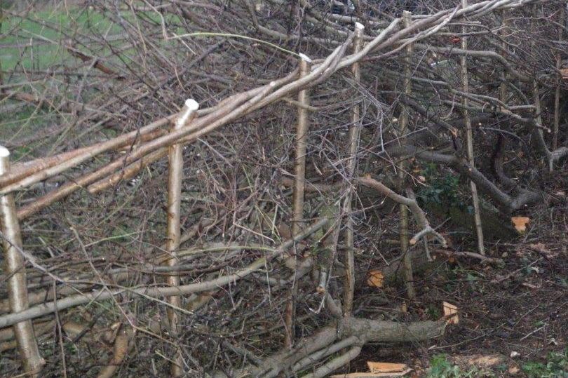 West Sussex - Creating a Dead Hedge