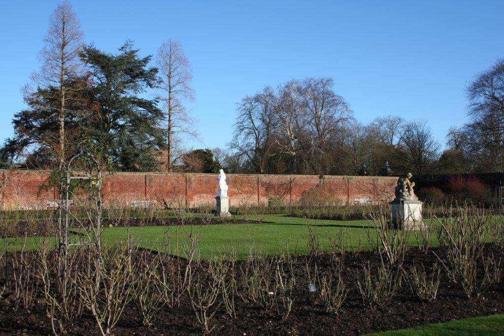 What a lot of roses to prune!