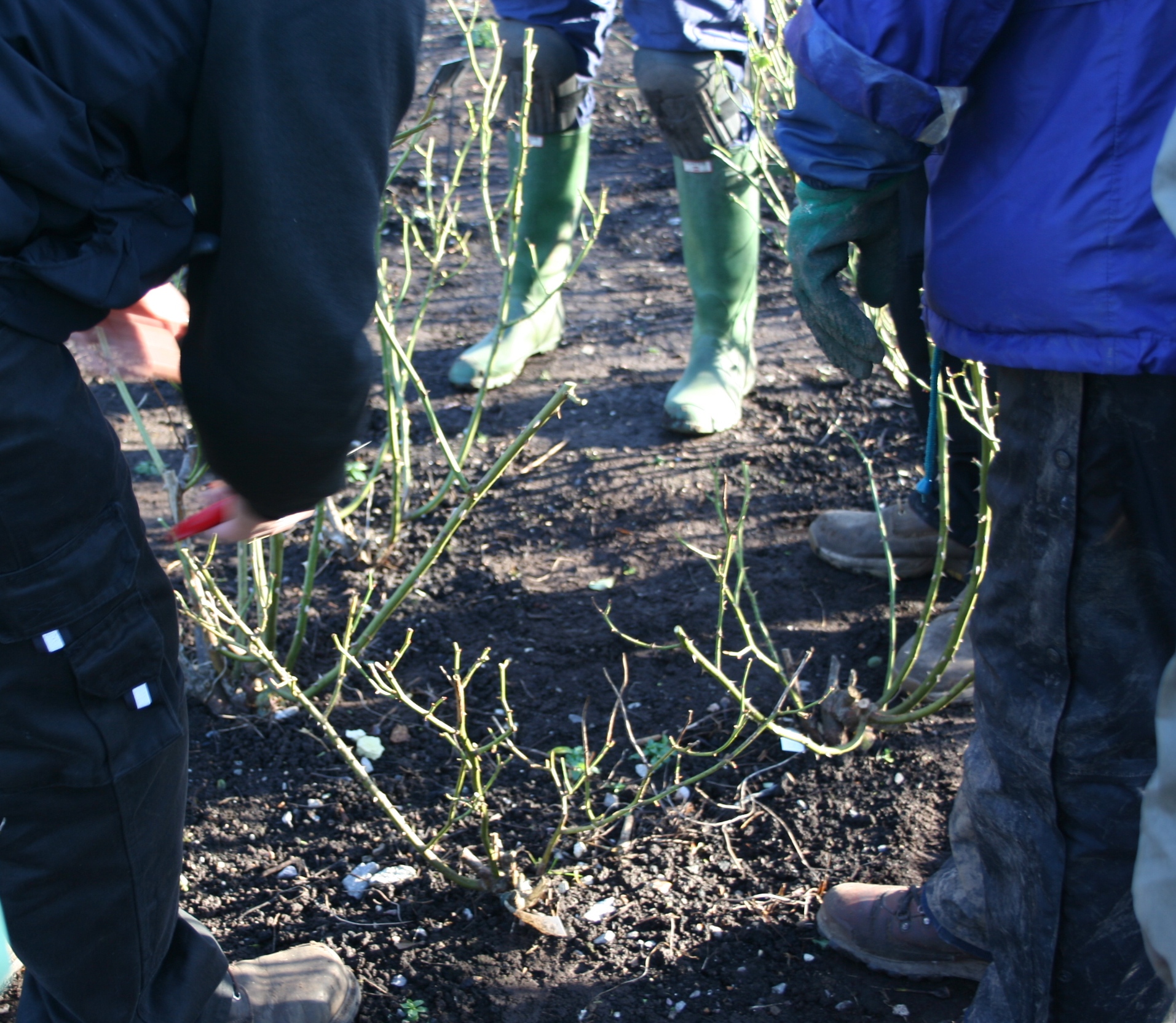 Pruning demonstration