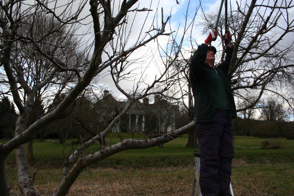 Pruning in the Orchard