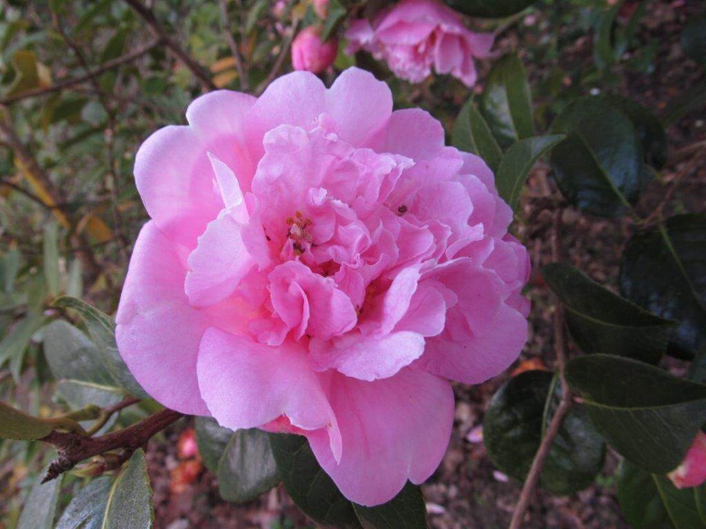 Herefordshire - Rose Pruning Skills Day