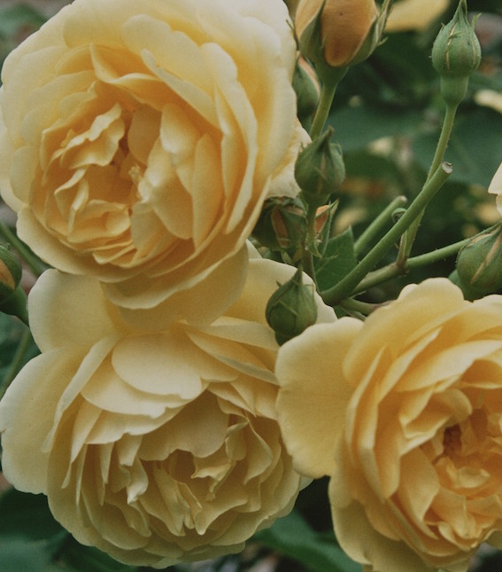 Birmingham - Rose Pruning Skills Day