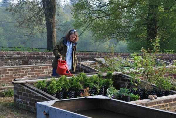 Watering at Rotherfield