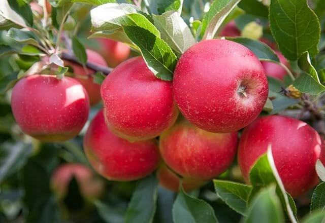 Yorkshire - Summer Apple Pruning Skills Day