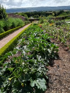 Barley Wood plants