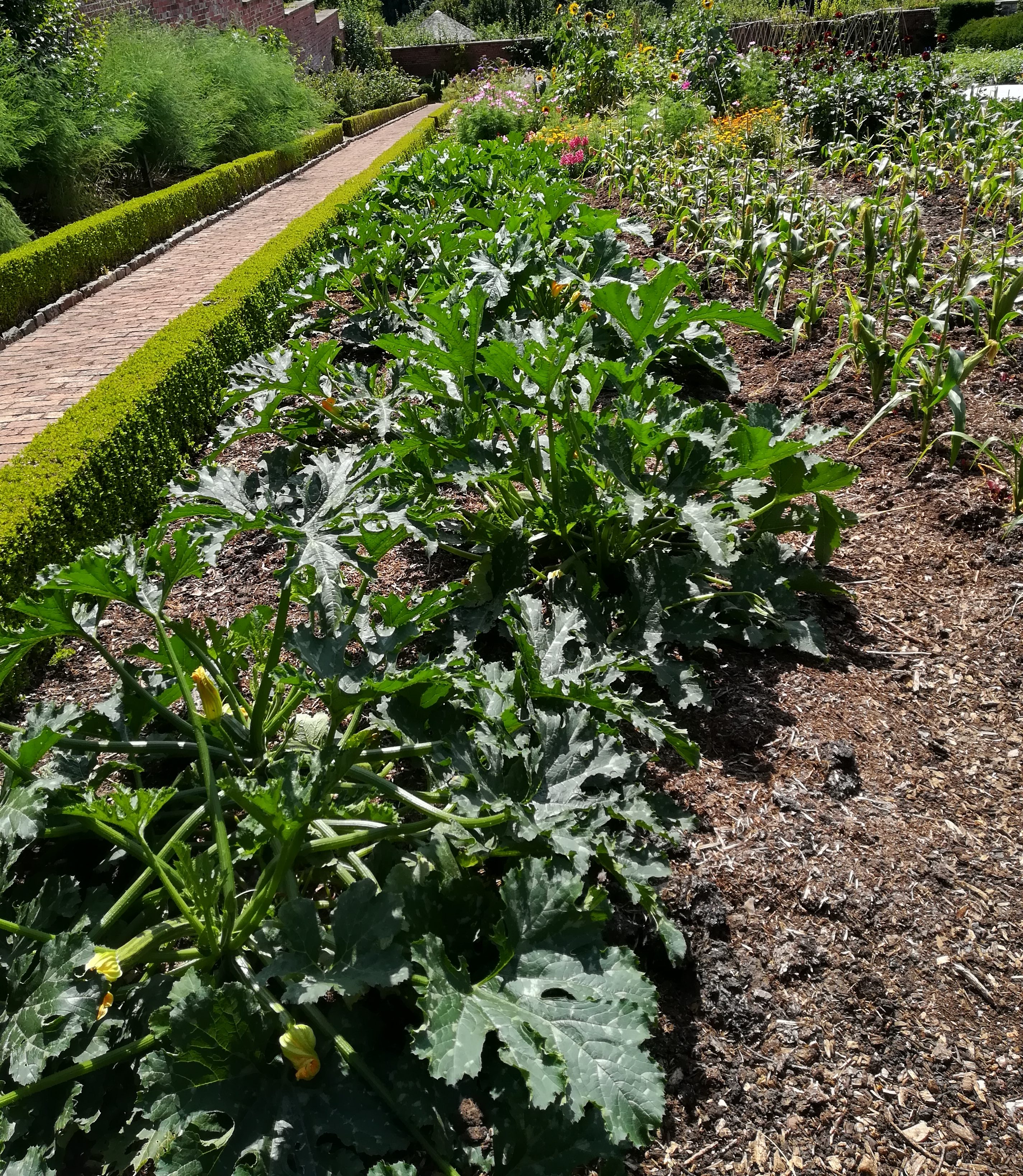 London, Hampton Court  -  Kitchen Garden Skills Day