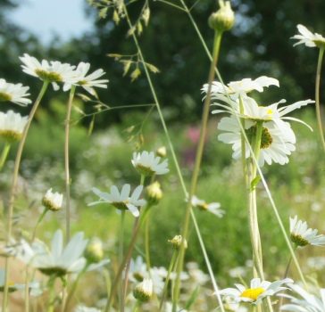Northumberland – Establishing a wildflower meadow