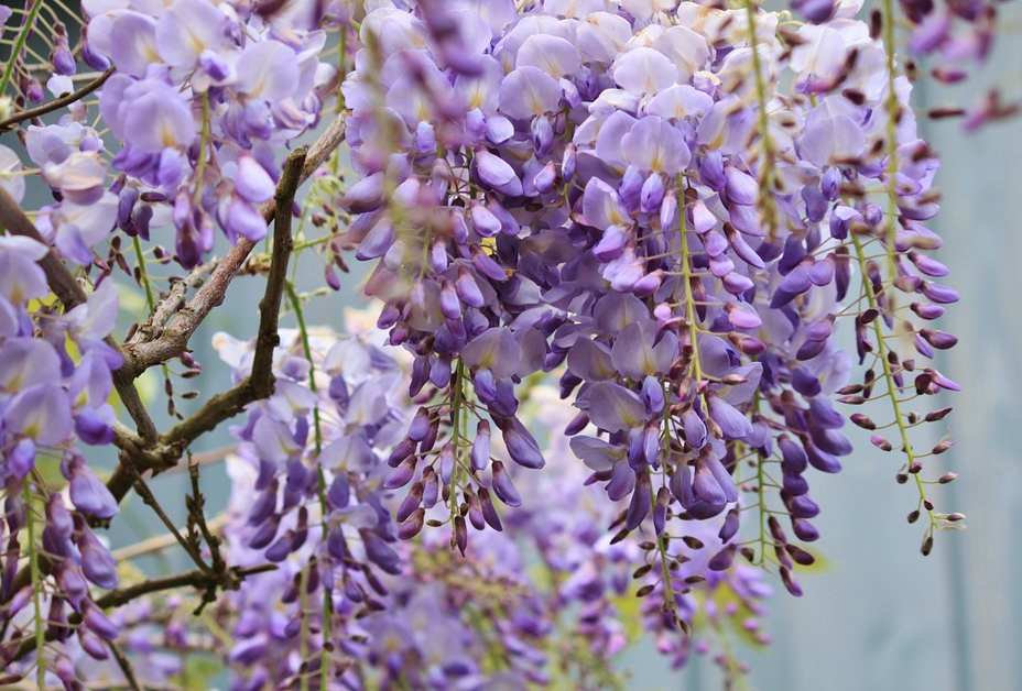 Yorkshire - Early Spring Wisteria Pruning - SOLD OUT