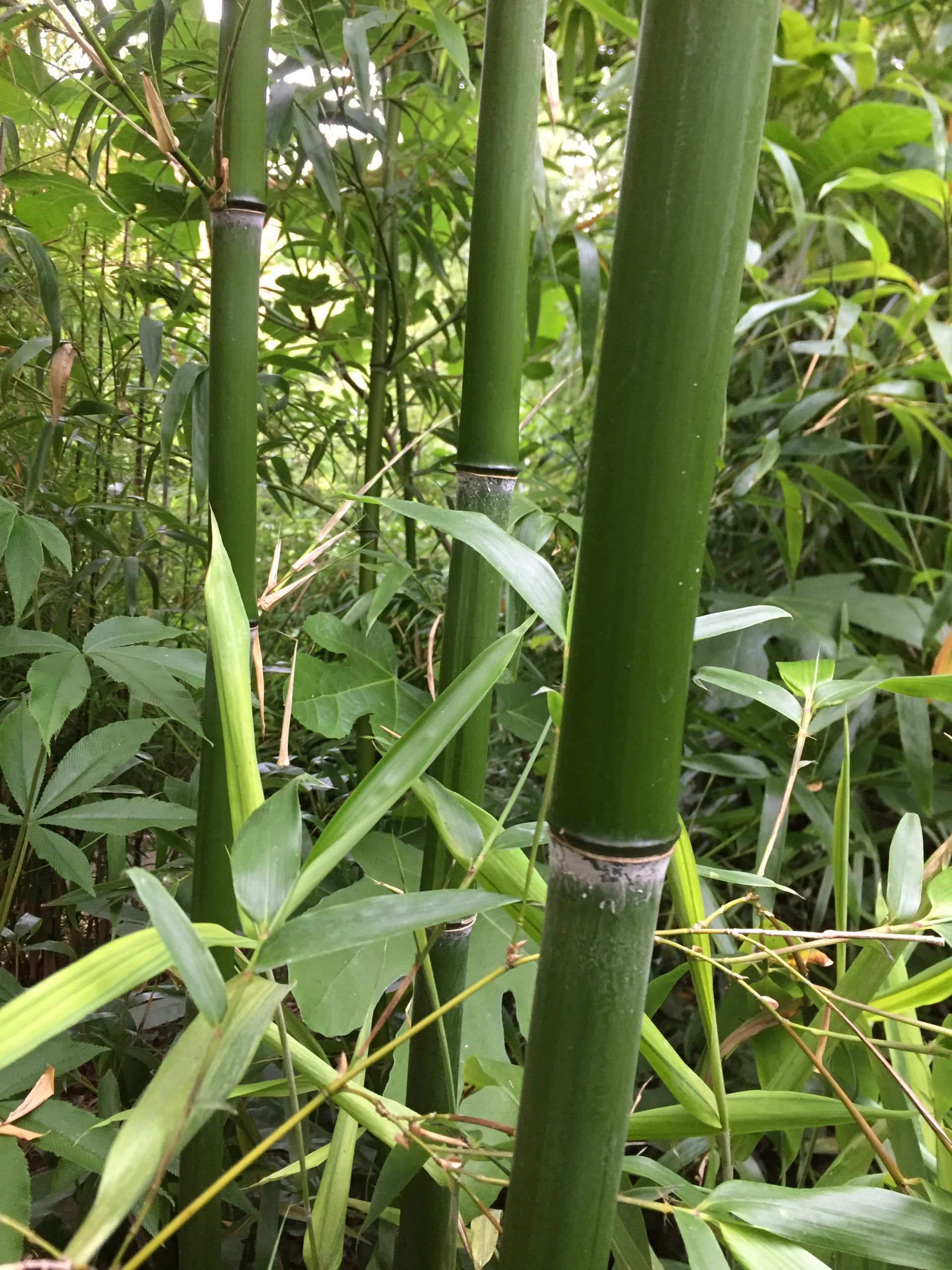 On-line - Bamboos
