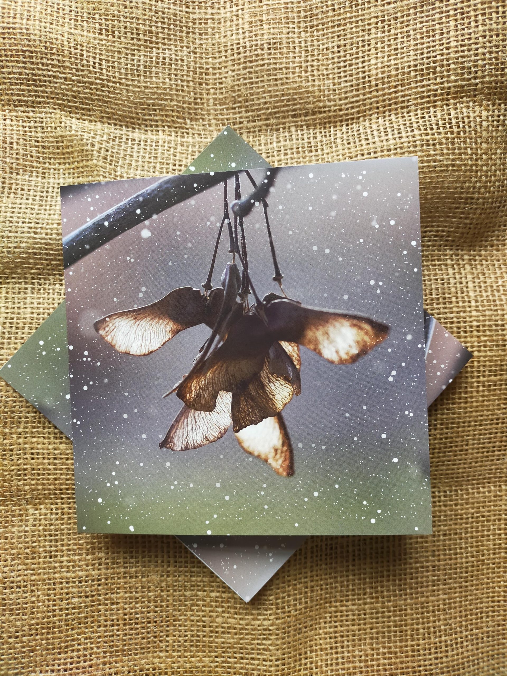 Christmas Cards (Sycamore Seed)