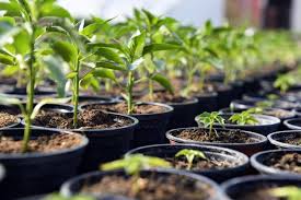 Cambridgeshire - Propagation Morning at Downing College - 7th May Cancelled - ***If you would be interested in this event being run in early June please email us***