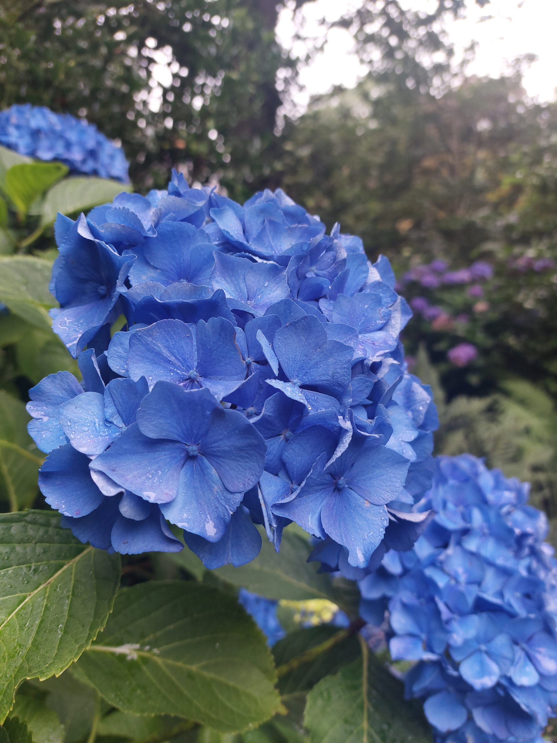 Menai Bridge - Hydrangea pruning and propagation skills day