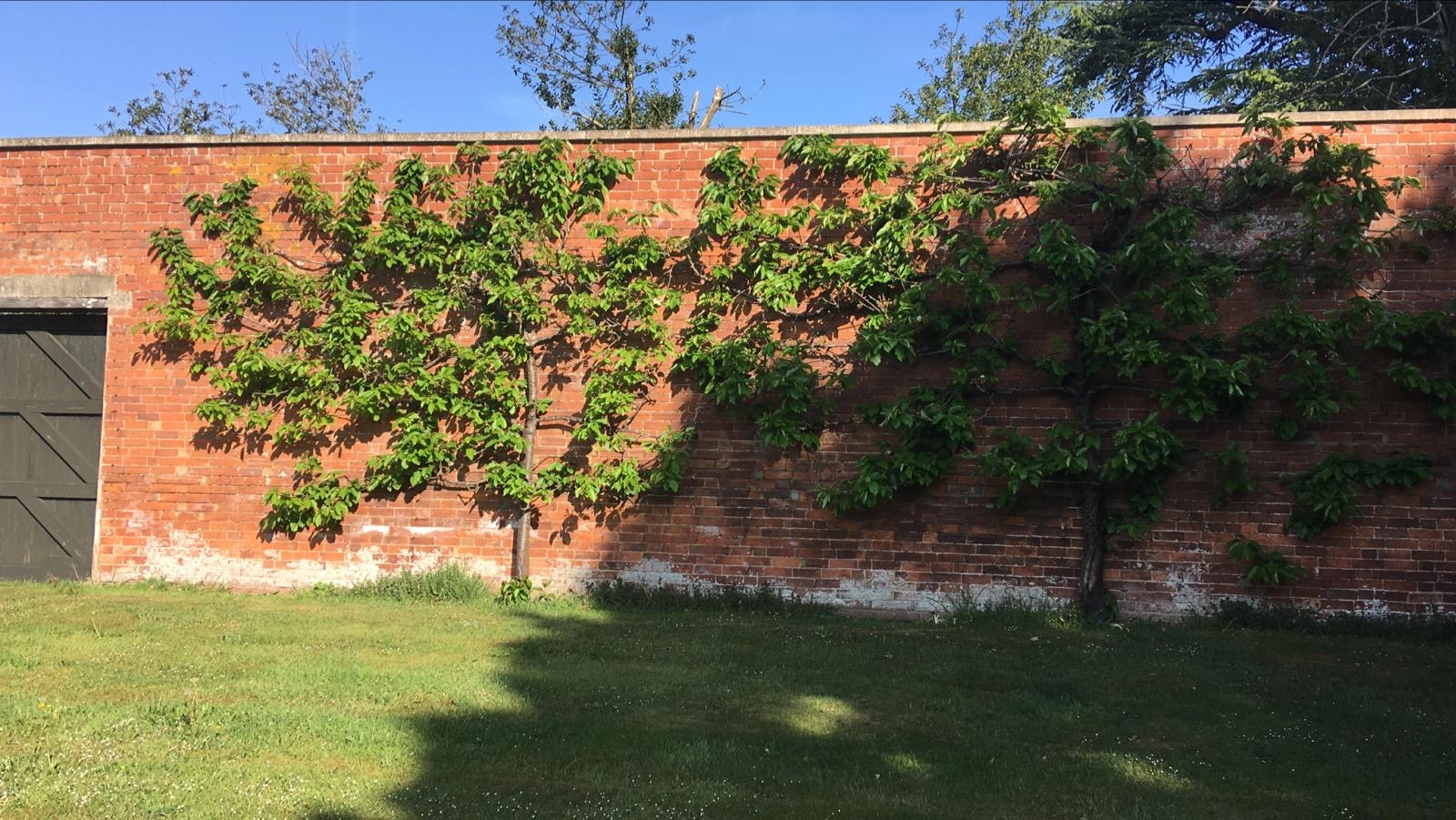 Gloucestershire - Espalier Fruit Trees Workshop