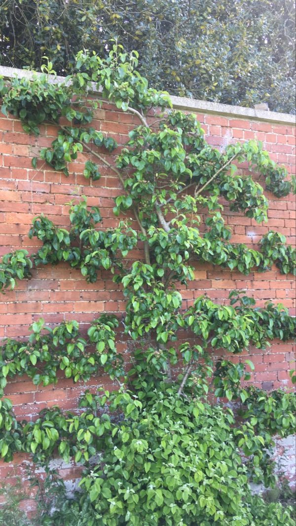 Gloucestershire - Espalier Fruit Trees Workshop - Image 7