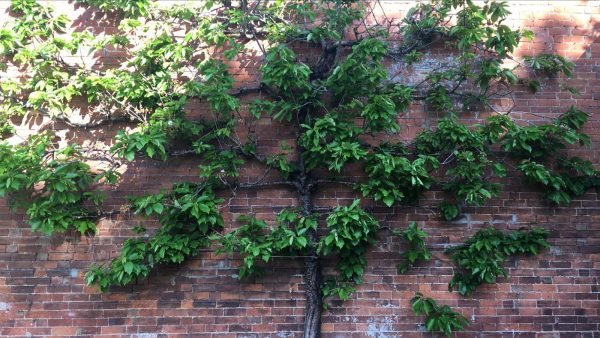 Gloucestershire - Espalier Fruit Trees Workshop - Image 6