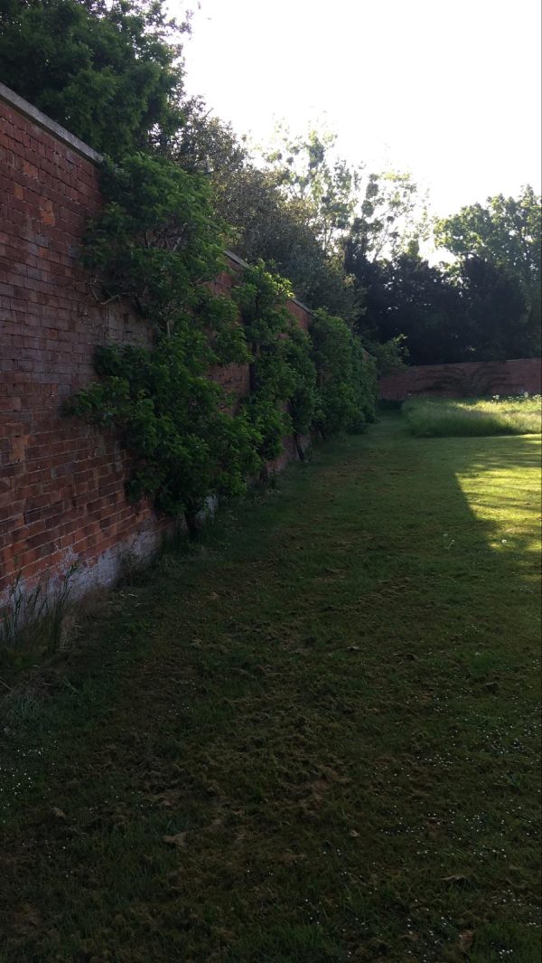 Gloucestershire - Espalier Fruit Trees Workshop - Image 4
