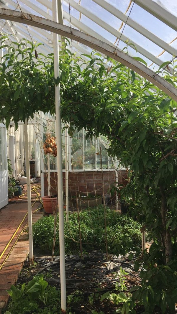 Gloucestershire - Espalier Fruit Trees Workshop - Image 3