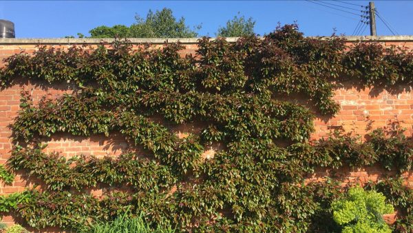 Gloucestershire - Espalier Fruit Trees Workshop - Image 2