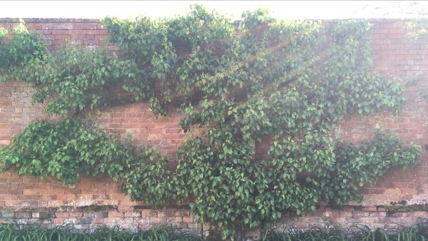 Gloucestershire - Espalier Fruit Trees Workshop - Image 5