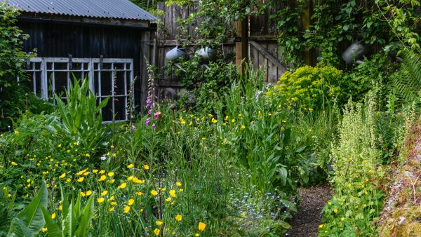 Monmouthshire - Wild Gardening Workshop - Image 2