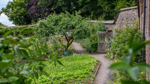 Devon - How to Run/Manage a Productive Kitchen Garden - Image 3