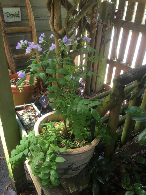 National Plant Collection - Polemoniums