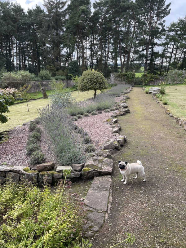 Monmouthshire - Lavender Pruning & Harvesting PSD