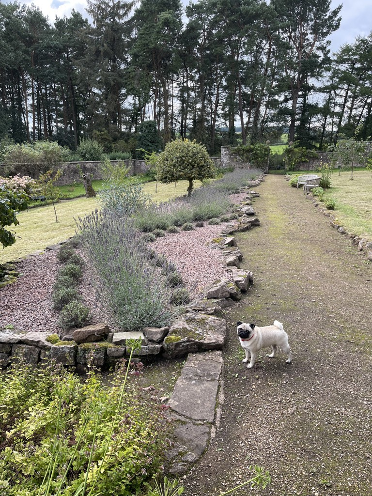 Monmouthshire - Lavender Pruning & Harvesting PSD