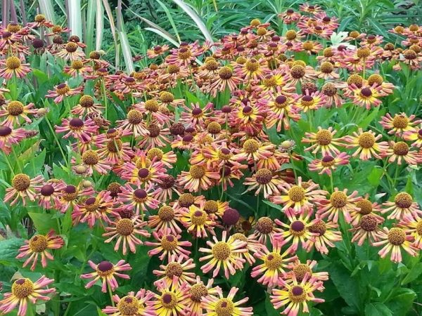 Northumberland - National Plant Collection Private Visit - Tweedhill Garden - Image 4