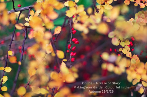 Online - A Blaze of Glory: Making Your Garden Colourful in the Autumn 29/1/26 (Rescheduled from the Autumn)