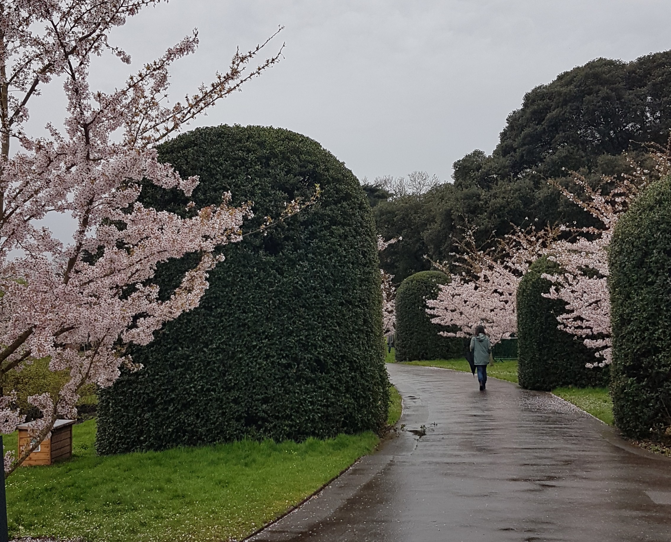 Online - Choosing Structural Plants Talk - SOLD OUT