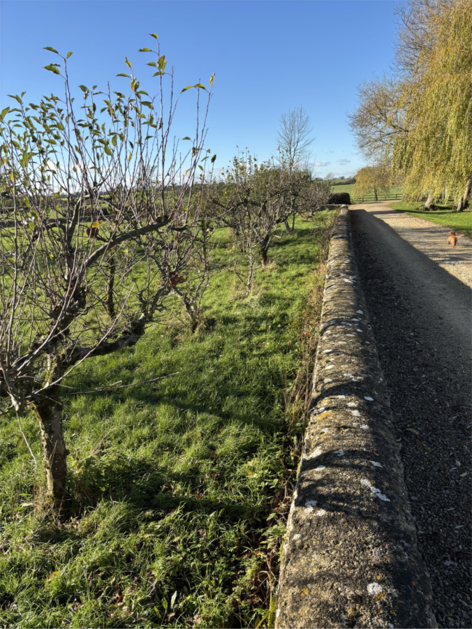 Gloucestershire - Orchard Pruning of Apples, Pears & Quince Workshop